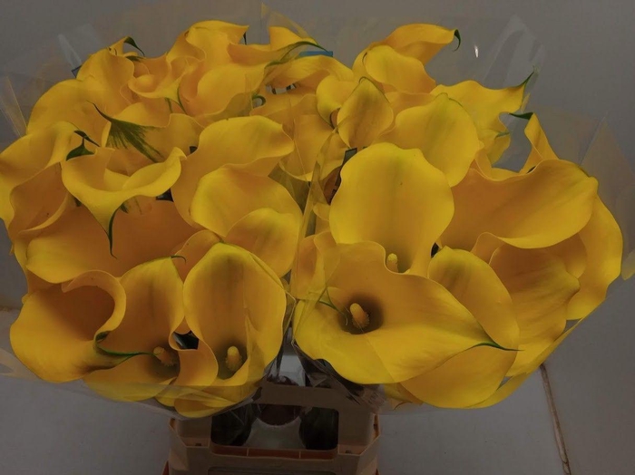 <h4>ZANT CAPT SOLO</h4>