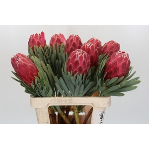 Protea Venus