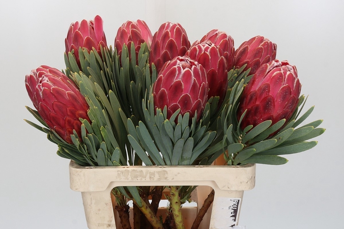 <h4>Protea Venus</h4>