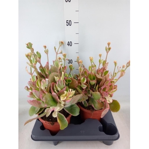 Kalanchoe NF   ...