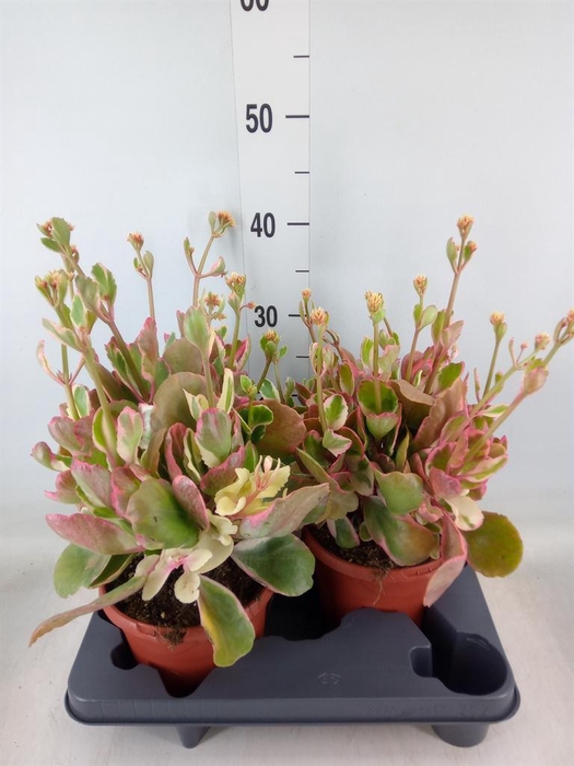 <h4>Kalanchoe NF   ...</h4>