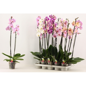 PHAL GEM