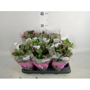 Schlumbergera   ...mix 3