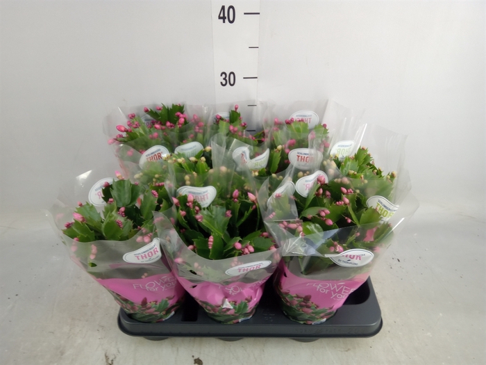 <h4>Schlumbergera   ...mix 3</h4>