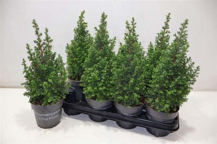 <h4>Cham Th Top Point</h4>