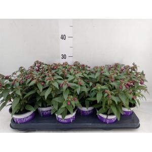 Fuchsia  'Bella Fuchsia Soila'