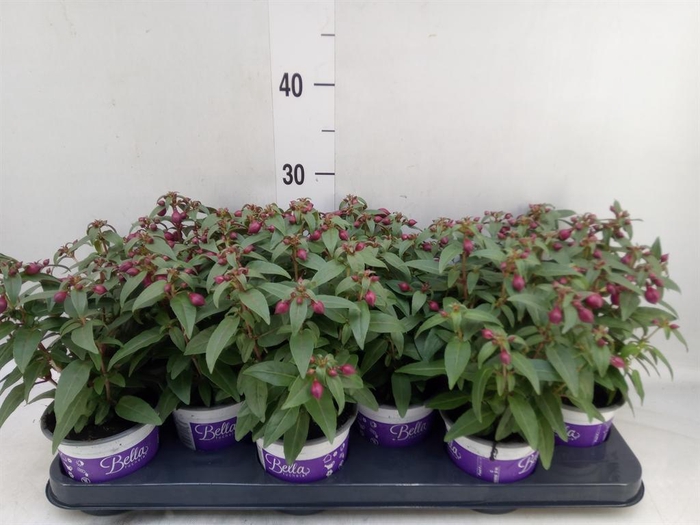 Fuchsia  'Bella Fuchsia Soila'