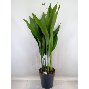 Aspidistra elat.