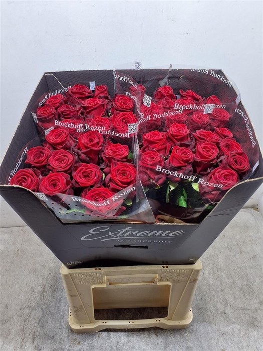 <h4>R Gr Red Naomi!</h4>