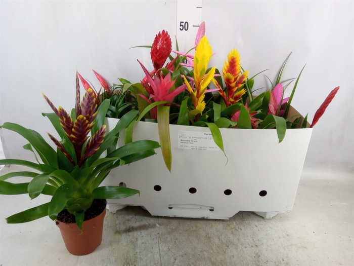 Bromelia   ...mix 10