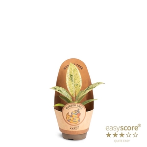 FICUS ELASTICA P6 SHIVEREANA PAPER COVER