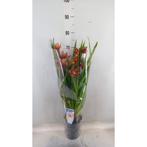 Cymbidium   ...