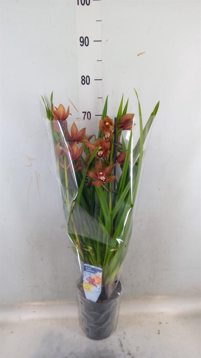 <h4>Cymbidium ...</h4>