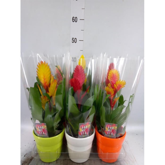 <h4>Vriesea   ...mix 6</h4>