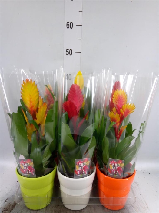 Vriesea   ...mix 6