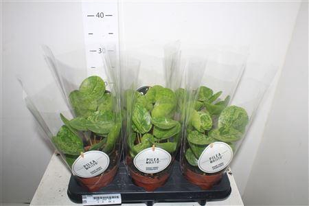 Pilea Mojito