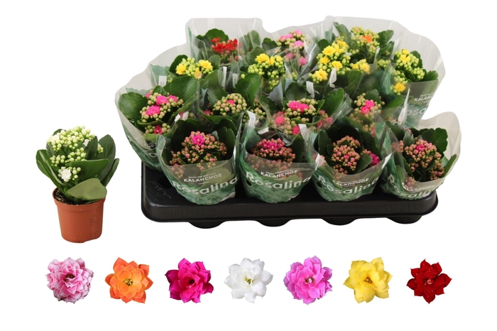 <h4>KAL GE RO GEM 6 KL</h4>