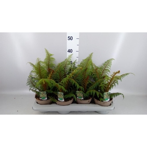 Cyathea tomentosissima