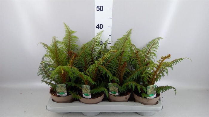 <h4>Cyathea tomentosissima</h4>