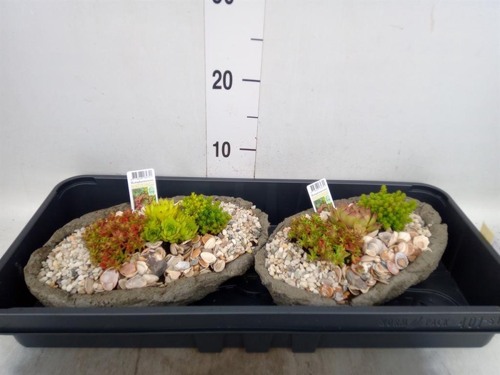 <h4>Arr.   Tuinplanten L%</h4>
