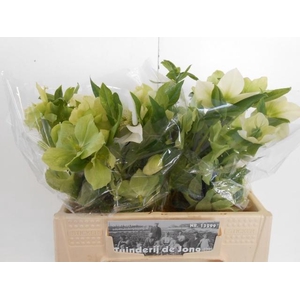 HELL OR QUEENS WHITE