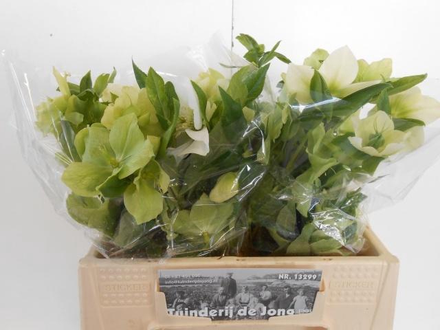 <h4>HELL OR QUEENS WHITE</h4>