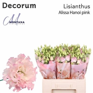 Eus G Alissa Hanoi Pink