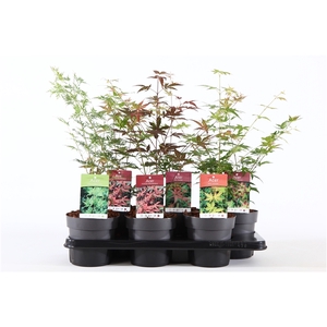 Acer palm. mix P15
