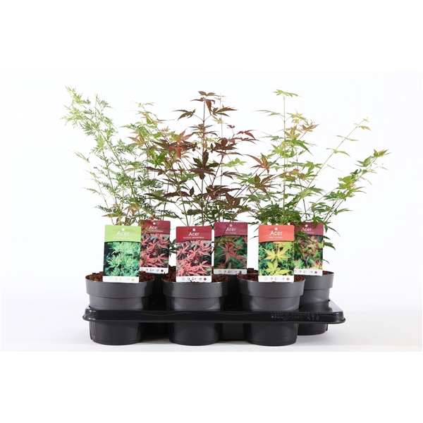 <h4>Acer palm. mix P15</h4>