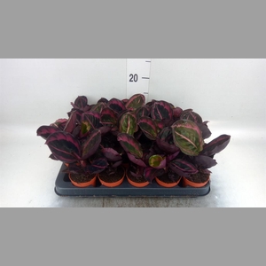 Calathea   ...