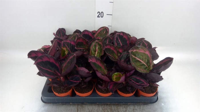 <h4>Calathea   ...</h4>
