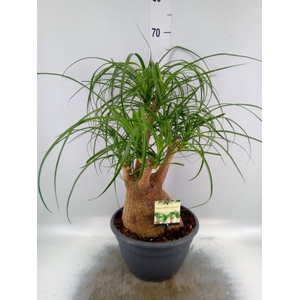 Beaucarnea recurvata