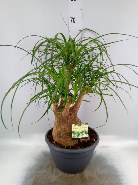 <h4>Beaucarnea recurvata</h4>