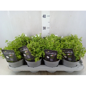 Origanum majorana