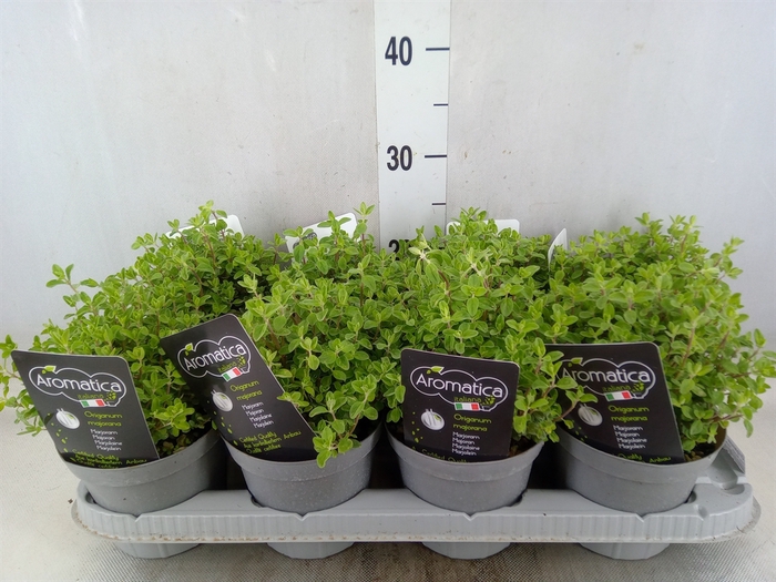 <h4>Origanum majorana</h4>