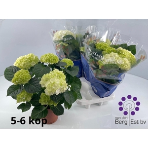 HYDR M SAX BRI WHITE