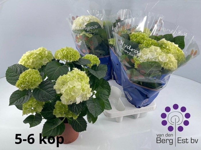 <h4>HYDR M SAX BRI WHITE</h4>