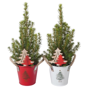 Picea glauca 'Conica'