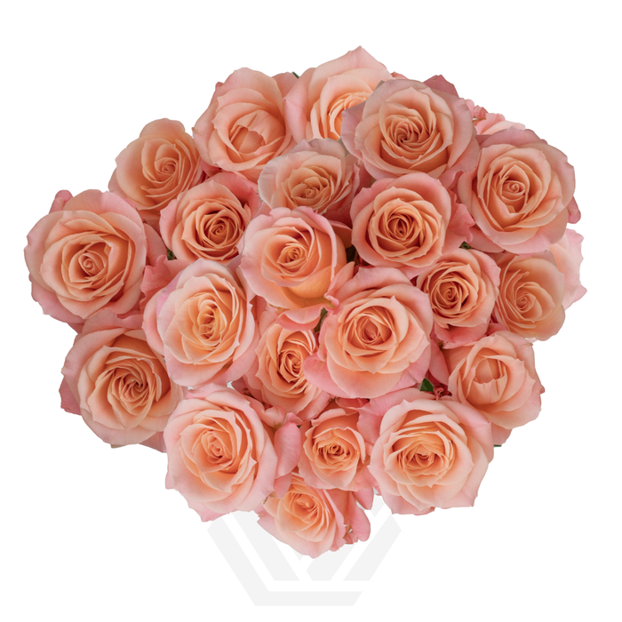 <h4>R TR PEACHY PINK JEWEL Tessa</h4>