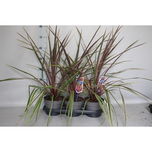 Cordyline australis Can Can