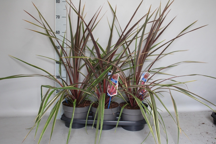 <h4>Cordyline australis Can Can</h4>