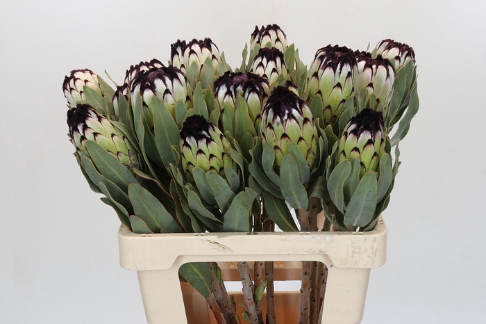<h4>Protea Niobe</h4>