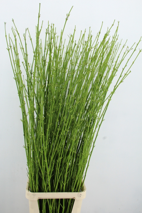 <h4>CORNUS S FLAVIRAMEA 130/150cm</h4>