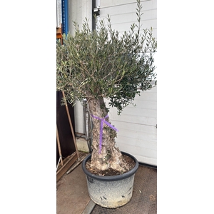 OLEA EUROPAEA