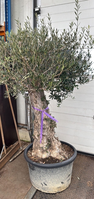 <h4>OLEA EUROPAEA</h4>