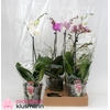 PHAL GEM