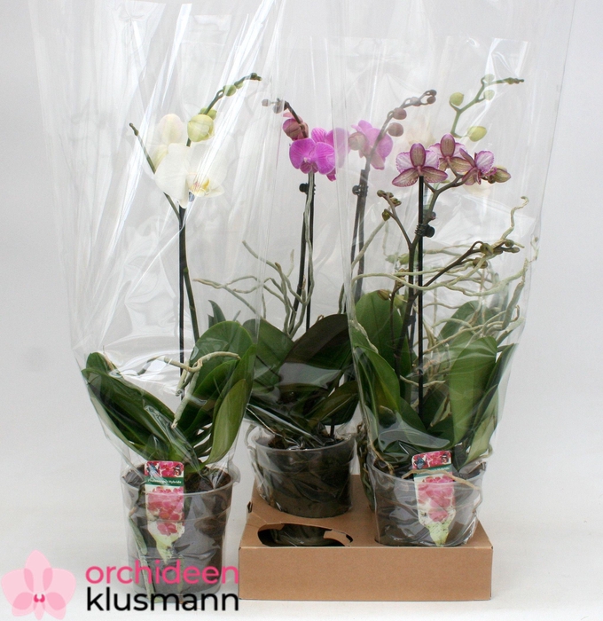 PHAL GEM