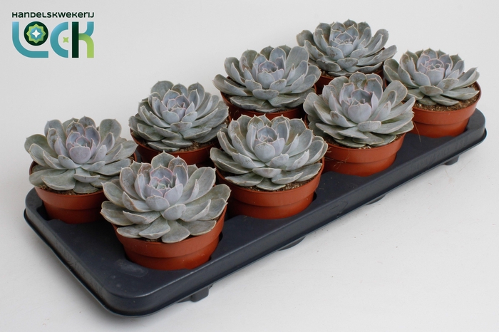 <h4>Echeveria Minima</h4>
