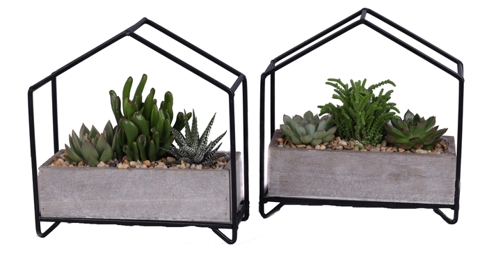 <h4>3x succulenten mix in metalen huisplanter</h4>