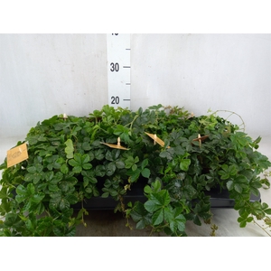 Parthenocissus  'Sugar Vine'